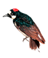 pajaro